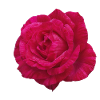 Rosenrosa Blütenblüte
