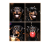 Hunde Rottweiler Hund