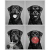 Hunde Rottweiler Hund
