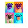 Hunde Mops Hund
