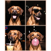 Hunde Rhodesian Ridgeback Hund