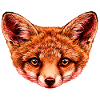 fuchsbaby Kopf Illustration