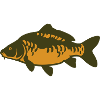 Karpfen Fisch Silhouette