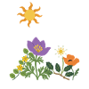 Blumen · Sonne · Natur · Mohn