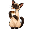 Siamkatze mit Latte Macchiato – Kaffee & Katze