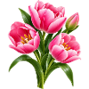 Pink Tulip Burst botanische Blüten