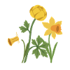 Blumen · Bunte Narzisse
