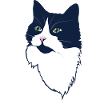 Mitternachts-Tuxedo-Katzenporträt