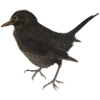 Amsel
