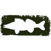 Zander im Farbstrich - grün