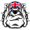 Britische Bulldogge
