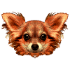  Chihuahua-Gesicht