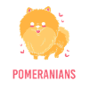 Pomeranian Zwergspitz Hund