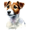 Illustration Jack Russell