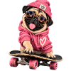 Mops Hund süßer Mops niedlicher Mops