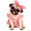 Mops Hund süßer Mops niedlicher Mops