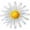 Gänseblümchen Blüte Blumen Geschenk 