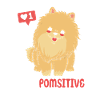 Zwergspitz Pomeranian