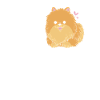 Pomeranian Zwergspitz Hund