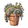 Siesta Waschbär