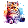 Exotische Kurzhaarkatze Geschenk