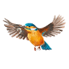 Eisvogel im Flug