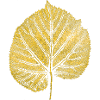 Lindenblatt