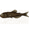 Tiefsee Monster - Laternenfisch