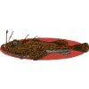 Tiefsee Monster - Seeteufel
