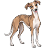 Greyhound Kawaii Style – Süßer Windhund