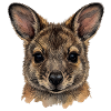 Süßes Quokka Wallaby Australien Design