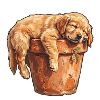 Siesta Welpe