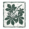 Kastanien Blatt Herbst
