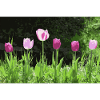Tulpen im Frühling