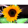 Große Sonnenblume im Garten