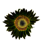 Leuchtende Sonnenblume Icon