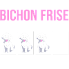 Bichon Frise