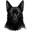 Schwarzer Schäferhund Kopfporträt