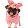 Mops Hund süßer Mops niedlicher Mops