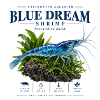 Blue Dream Shrimp
