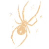 Spinne Celestial Natur