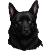 Schwarzer Schäferhund Kopf Portrait