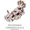Peltodoris atromaculata, Fleckenmeer-Schönheit