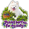Samojedenhund mit Beeren