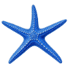 Blauer Seestern