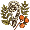 Farnrolle und Herbstbeeren