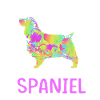 Springer Spaniel