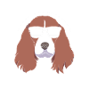 Springer Spaniel Hund