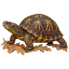 Östliche Boxschildkröte im Eichenlaubstreu