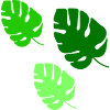 Monstera Blätter Trio Design